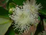 Fleur de goyavier