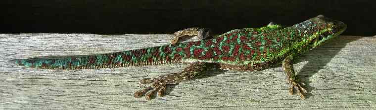 Phelsuma Borbonica