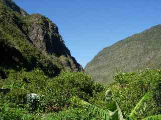 Bananiers, manguiers  Grand Bassin