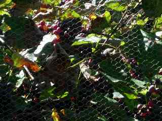 Vignes  Grand Bassin