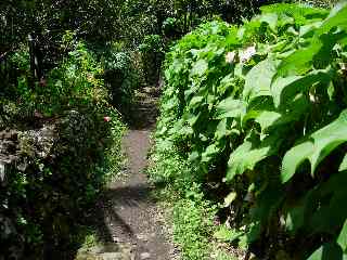 Murs de verdure  Grand Bassin