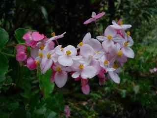 Bgonias de Grand Bassin