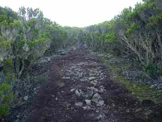 Sentier entre les branles verts