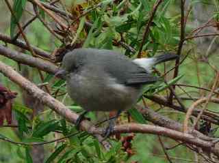 Oiseau blanc