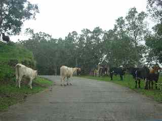 Vaches sur la route forestière des tamarins sud