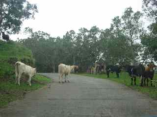 Vaches sur la route forestire des tamarins sud