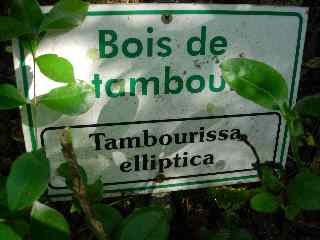 Bois de tambour