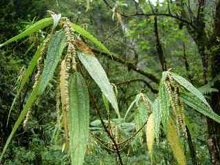 Bois de chapelet