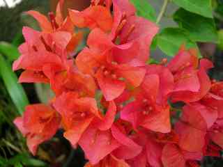 Bougainville