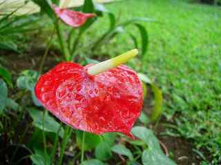 Anthurium