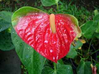 Anthurium