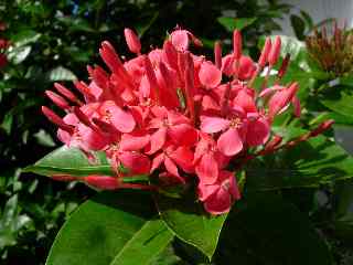 Ixora