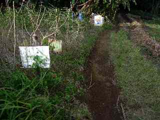 Sentier vers le Cap jaune