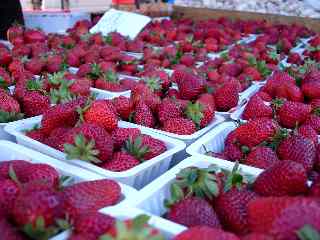 Fraises