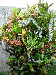 Croton de nol