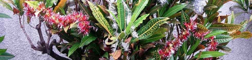 Croton de noël