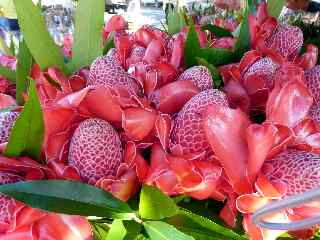 Roses de corail