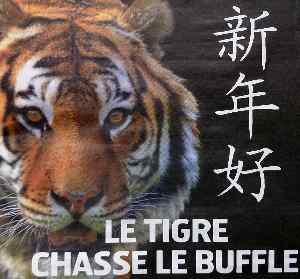 Le tigre chasse le buffle (une du JIR du 14.O2.10)