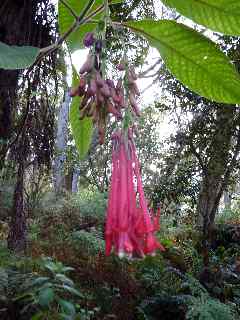 Fuschia