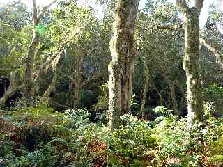 Tamarins et fougres