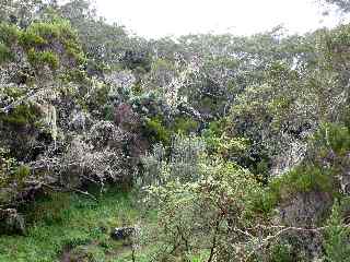 Tamarins des Hauts et branles