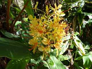 Fleur de longose jaune