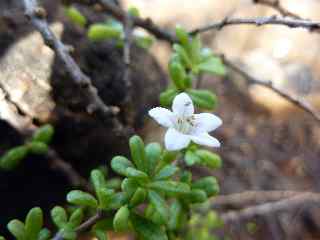 Fleur de souveraine de mer