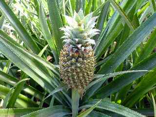 Ananas Victoria de la Runion