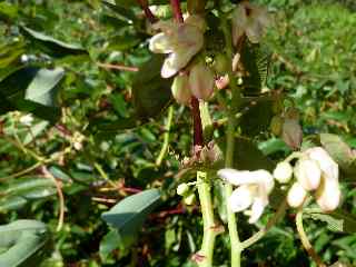 Fleurs de manioc