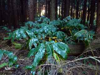 Sous-bois de longoses