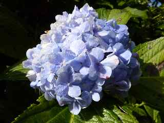 Hortensias