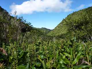 Valle du Bras Patates