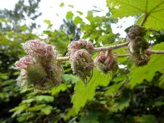 Vigne marronne