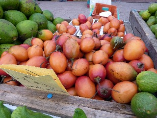 Tomates arbuste