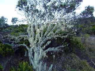 Barbe de St-Antoine