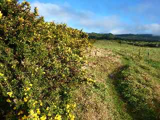 Ajoncs  la Plaine des Cafres