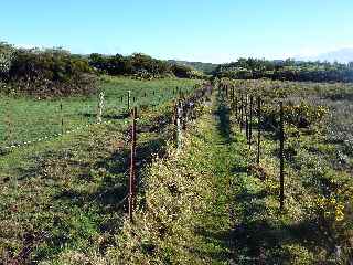 Sentier entre les barbels