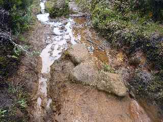 Sentier du Piton des Neiges - Coteau Maigre-Piton Tortue