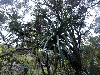 Pandanus montanus - Coteau Maigre