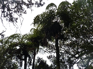 Fougres arborescentes - Coteau Maigre