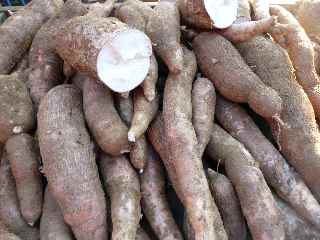 Manioc