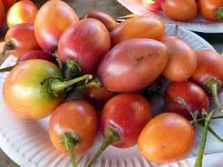 Tomates arbuste