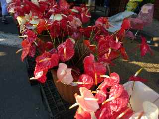 Anthuriums