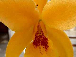 Fleur de dendrobium