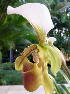 Orchidée Sabot de Vénus