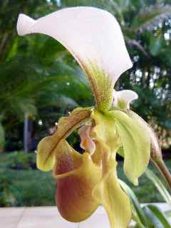 Orchide Sabot de Vnus