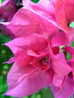 Bractes colores de bougainville