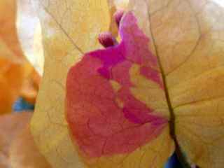 Bractes colores de bougainville