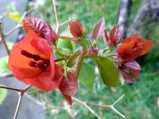 Bougainville