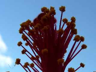 Fleur d'hibiscus